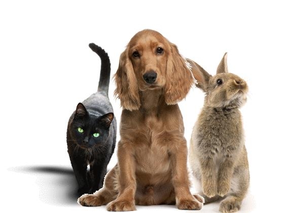 Zorg Ijsbeer Baars EarSolv zakje van 50 gram - EarSolv? Beste oorreiniger voor uw hond, kat of  konijn!